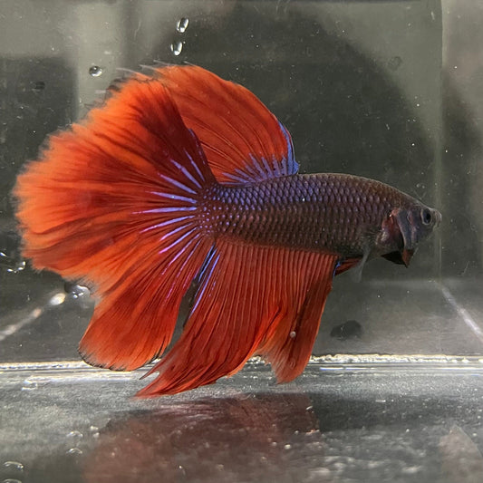 the-fish-farm Male Betta Male Betta - One Only - 12 Choose your favourite Male Betta from The Fish Farm Australia