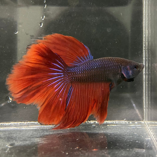 the-fish-farm Male Betta Male Betta - One Only - 12 Choose your favourite Male Betta from The Fish Farm Australia