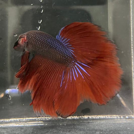 the-fish-farm Male Betta Male Betta - One Only - 12 Choose your favourite Male Betta from The Fish Farm Australia