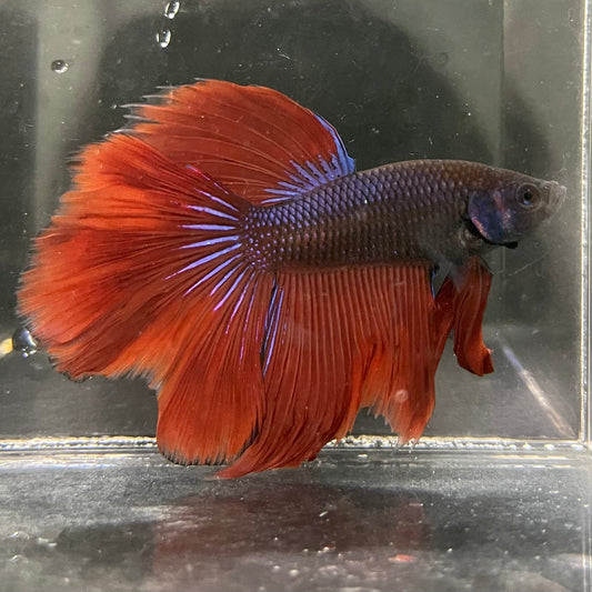 the-fish-farm Male Betta Male Betta - One Only - 12 Choose your favourite Male Betta from The Fish Farm Australia