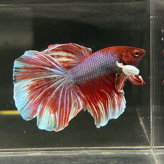 the-fish-farm Male Betta Male Betta - One Only - 12 Choose your favourite Male Betta from The Fish Farm Australia