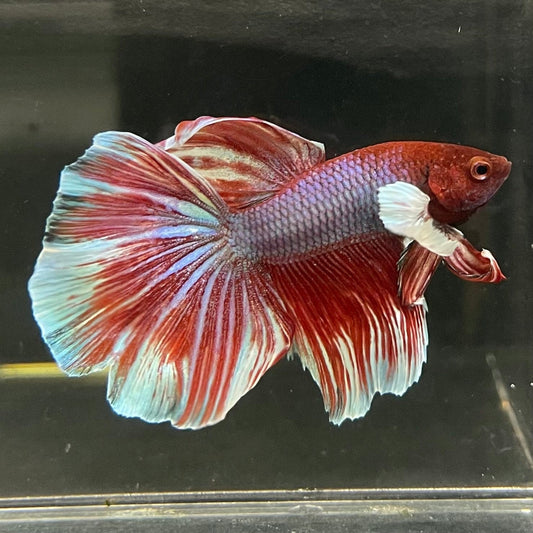 the-fish-farm Male Betta Male Betta - One Only - 12 Choose your favourite Male Betta from The Fish Farm Australia