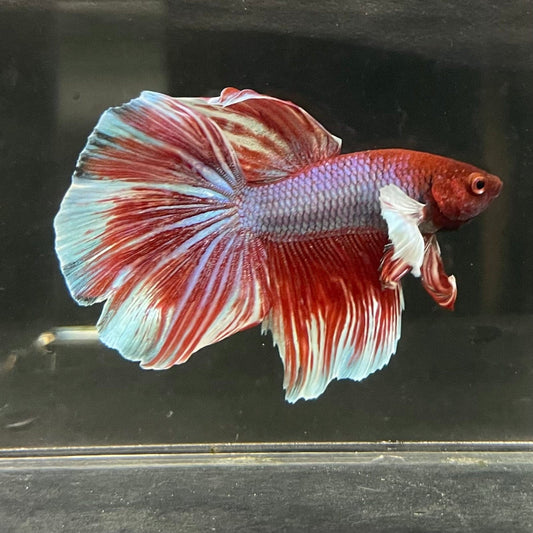 the-fish-farm Male Betta Male Betta - One Only - 12 Choose your favourite Male Betta from The Fish Farm Australia