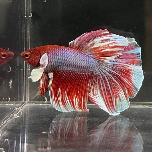 the-fish-farm Male Betta Male Betta - One Only - 12 Choose your favourite Male Betta from The Fish Farm Australia