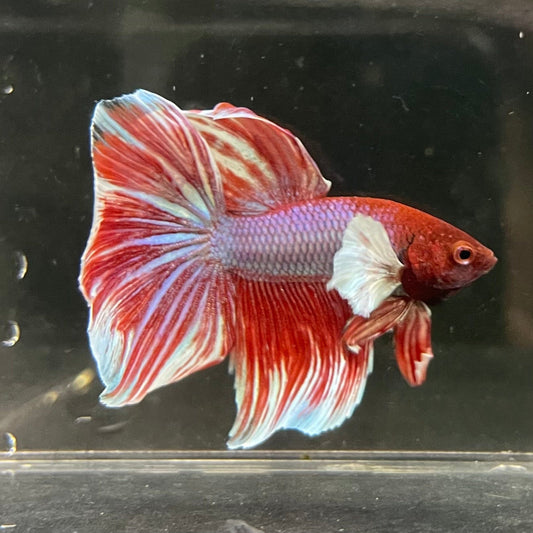 the-fish-farm Male Betta Male Betta - One Only - 12 Choose your favourite Male Betta from The Fish Farm Australia