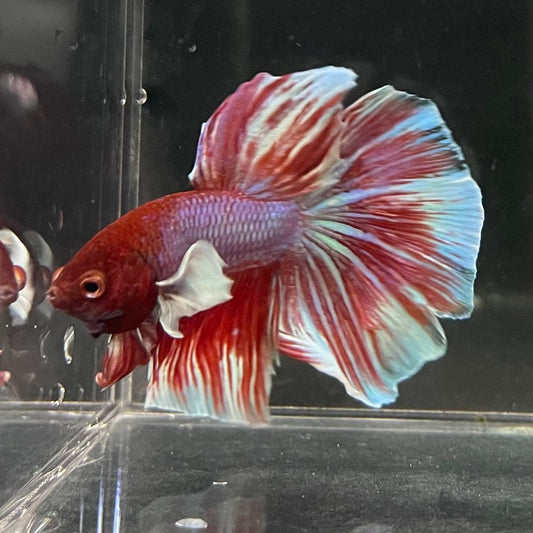 the-fish-farm Male Betta Male Betta - One Only - 12 Choose your favourite Male Betta from The Fish Farm Australia