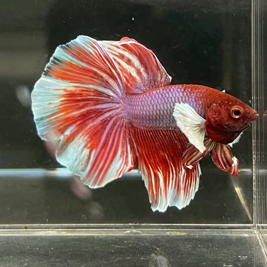 the-fish-farm Male Betta Male Betta - One Only - 12 Choose your favourite Male Betta from The Fish Farm Australia