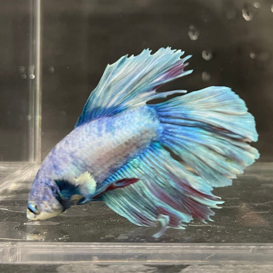 the-fish-farm Male Betta Male Betta - One Only - 12 Choose your favourite Male Betta from The Fish Farm Australia