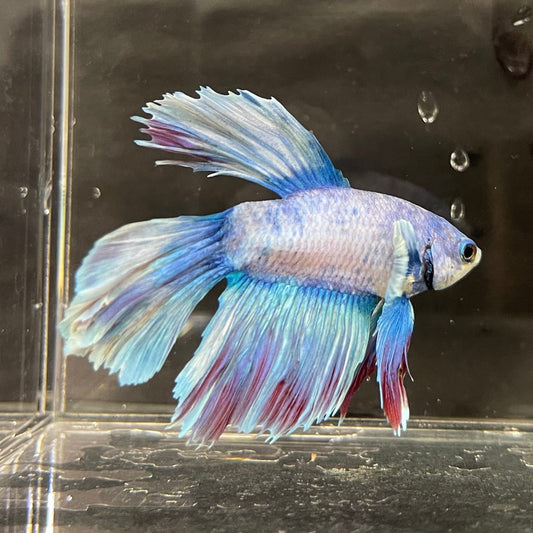 the-fish-farm Male Betta Male Betta - One Only - 12 Choose your favourite Male Betta from The Fish Farm Australia