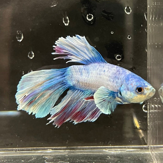 the-fish-farm Male Betta Male Betta - One Only - 12 Choose your favourite Male Betta from The Fish Farm Australia