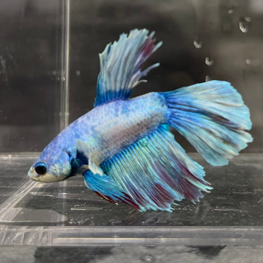 the-fish-farm Male Betta Male Betta - One Only - 12 Choose your favourite Male Betta from The Fish Farm Australia