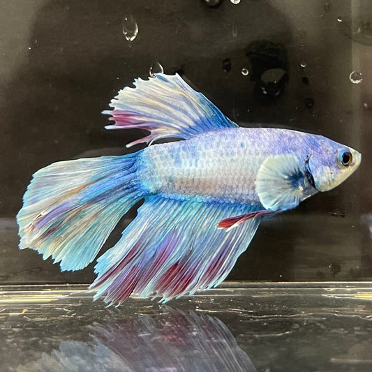 the-fish-farm Male Betta Male Betta - One Only - 12 Choose your favourite Male Betta from The Fish Farm Australia