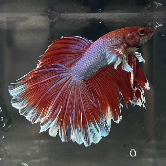 the-fish-farm Male Betta Male Betta - One Only - 12 Choose your favourite Male Betta from The Fish Farm Australia