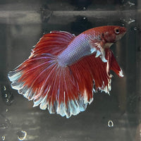 the-fish-farm Male Betta Male Betta - One Only - 12 Choose your favourite Male Betta from The Fish Farm Australia