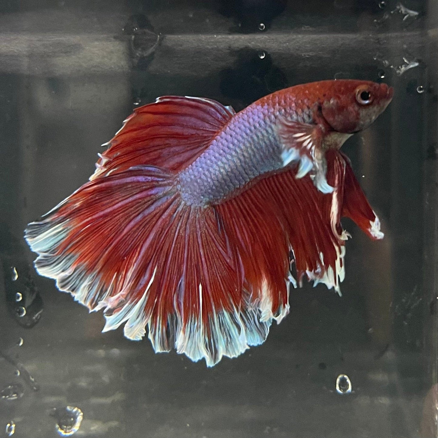 the-fish-farm Male Betta Male Betta - One Only - 12 Choose your favourite Male Betta from The Fish Farm Australia