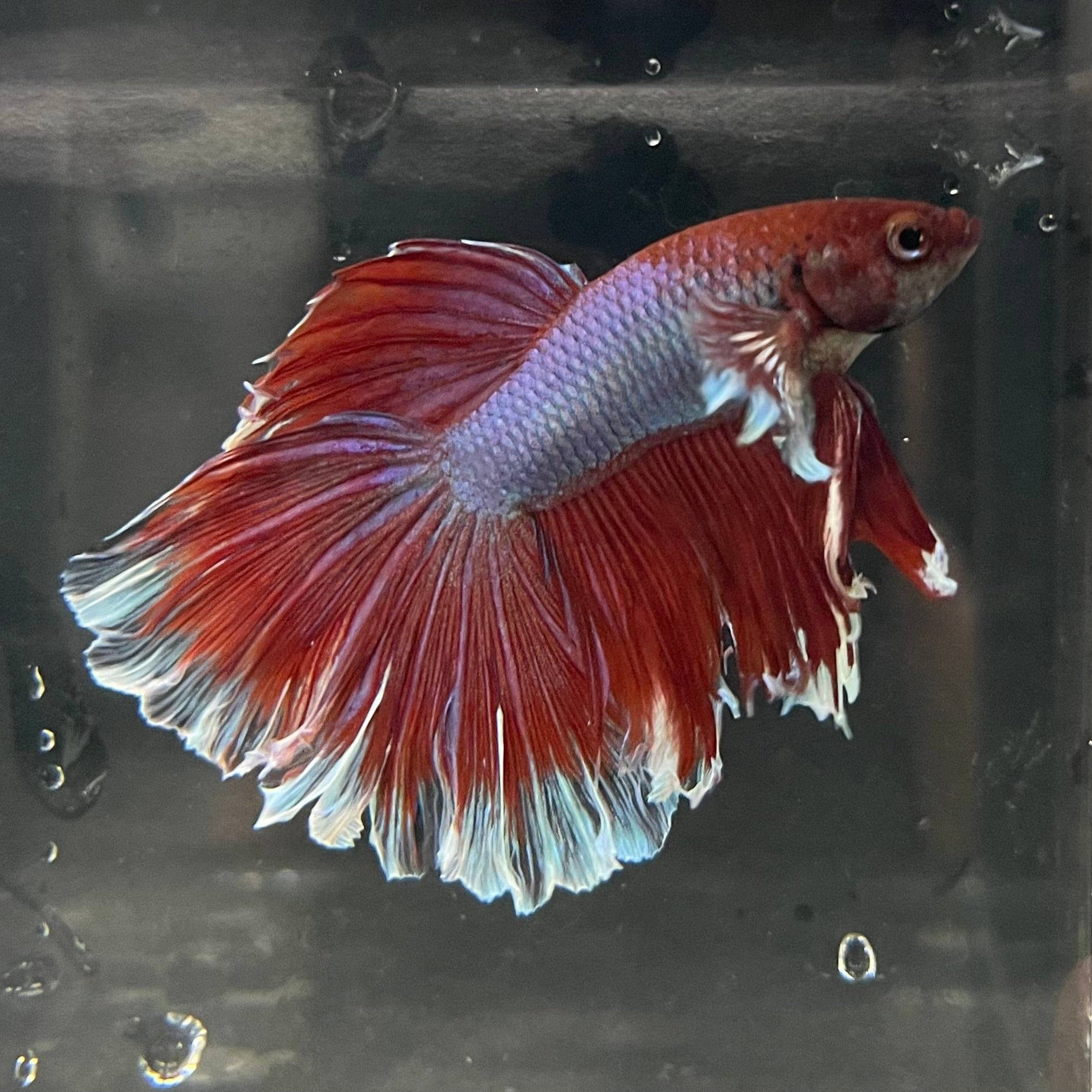 the-fish-farm Male Betta Male Betta - One Only - 12 Choose your favourite Male Betta from The Fish Farm Australia