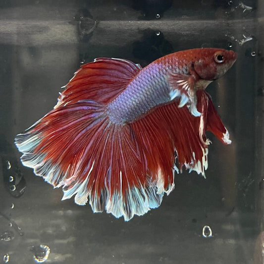 the-fish-farm Male Betta Male Betta - One Only - 12 Choose your favourite Male Betta from The Fish Farm Australia