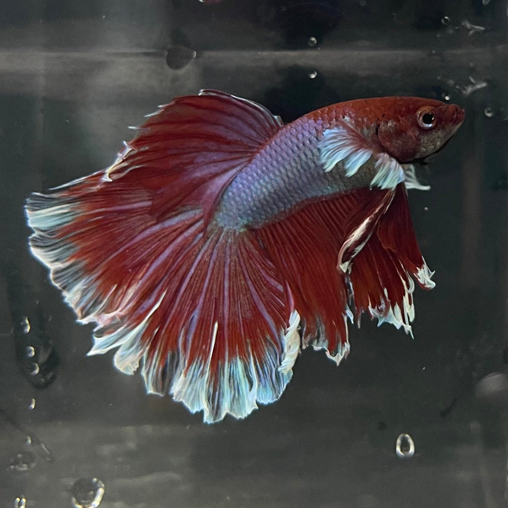 the-fish-farm Male Betta Male Betta - One Only - 12 Choose your favourite Male Betta from The Fish Farm Australia