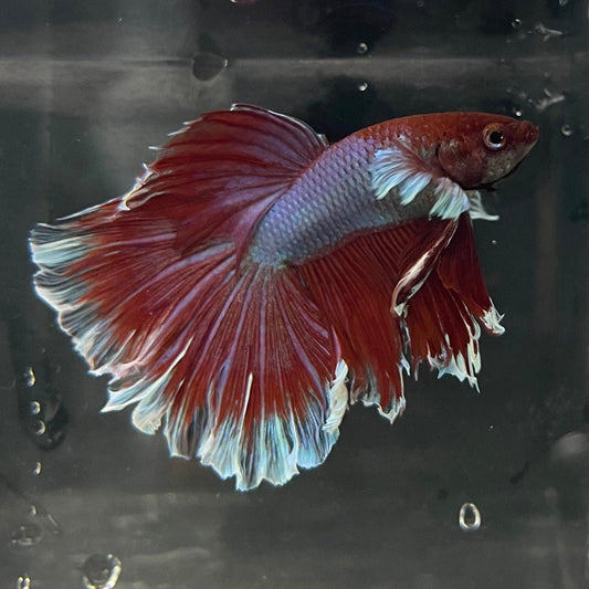 the-fish-farm Male Betta Male Betta - One Only - 12 Choose your favourite Male Betta from The Fish Farm Australia