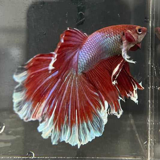 the-fish-farm Male Betta Male Betta - One Only - 12 Choose your favourite Male Betta from The Fish Farm Australia