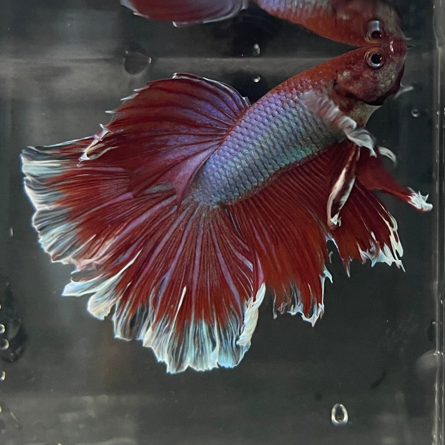 the-fish-farm Male Betta Male Betta - One Only - 12 Choose your favourite Male Betta from The Fish Farm Australia