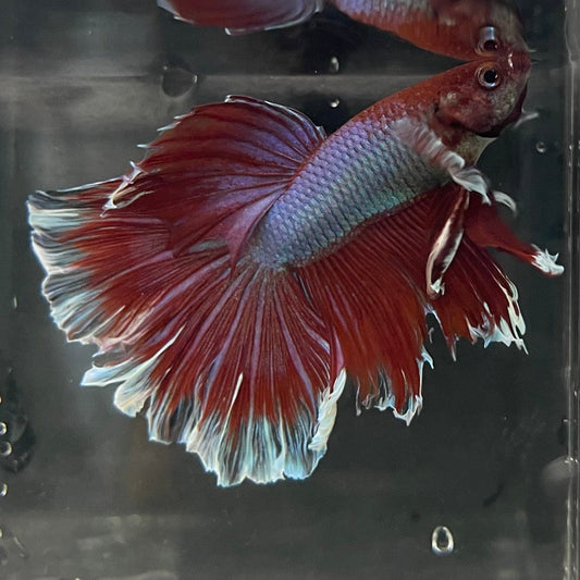 the-fish-farm Male Betta Male Betta - One Only - 12 Choose your favourite Male Betta from The Fish Farm Australia