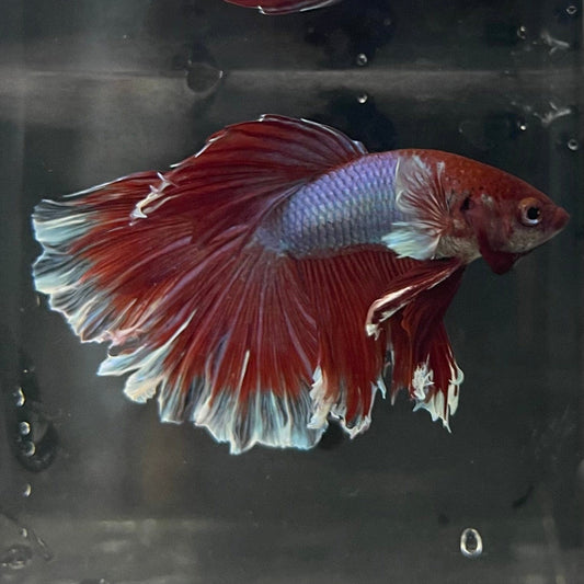 the-fish-farm Male Betta Male Betta - One Only - 12 Choose your favourite Male Betta from The Fish Farm Australia