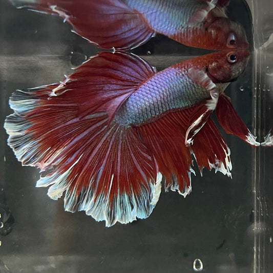 the-fish-farm Male Betta Male Betta - One Only - 12 Choose your favourite Male Betta from The Fish Farm Australia