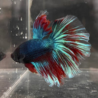 the-fish-farm Male Betta Male Betta - One Only - 12 Choose your favourite Male Betta from The Fish Farm Australia