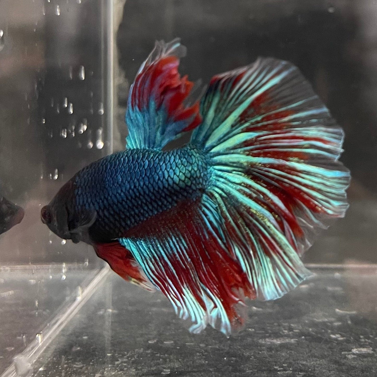 the-fish-farm Male Betta Male Betta - One Only - 12 Choose your favourite Male Betta from The Fish Farm Australia