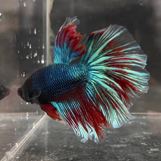 the-fish-farm Male Betta Male Betta - One Only - 12 Choose your favourite Male Betta from The Fish Farm Australia
