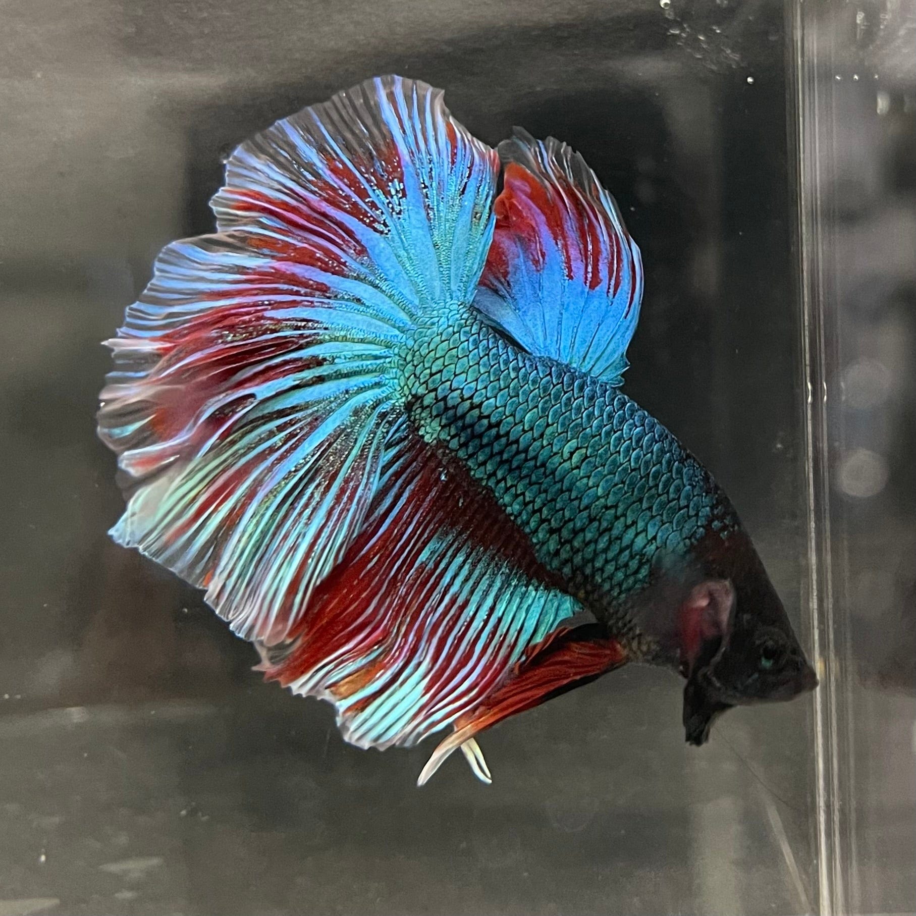 the-fish-farm Male Betta Male Betta - One Only - 12 Choose your favourite Male Betta from The Fish Farm Australia