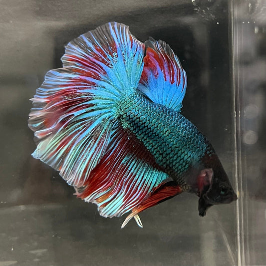 the-fish-farm Male Betta Male Betta - One Only - 12 Choose your favourite Male Betta from The Fish Farm Australia