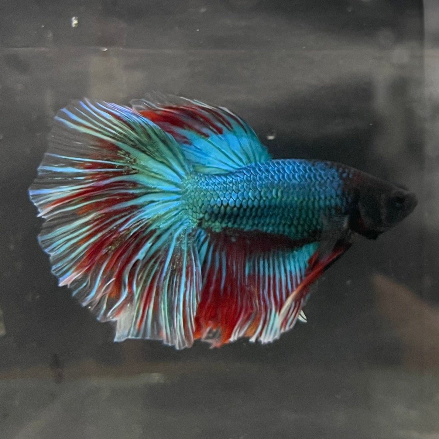 the-fish-farm Male Betta Male Betta - One Only - 12 Choose your favourite Male Betta from The Fish Farm Australia