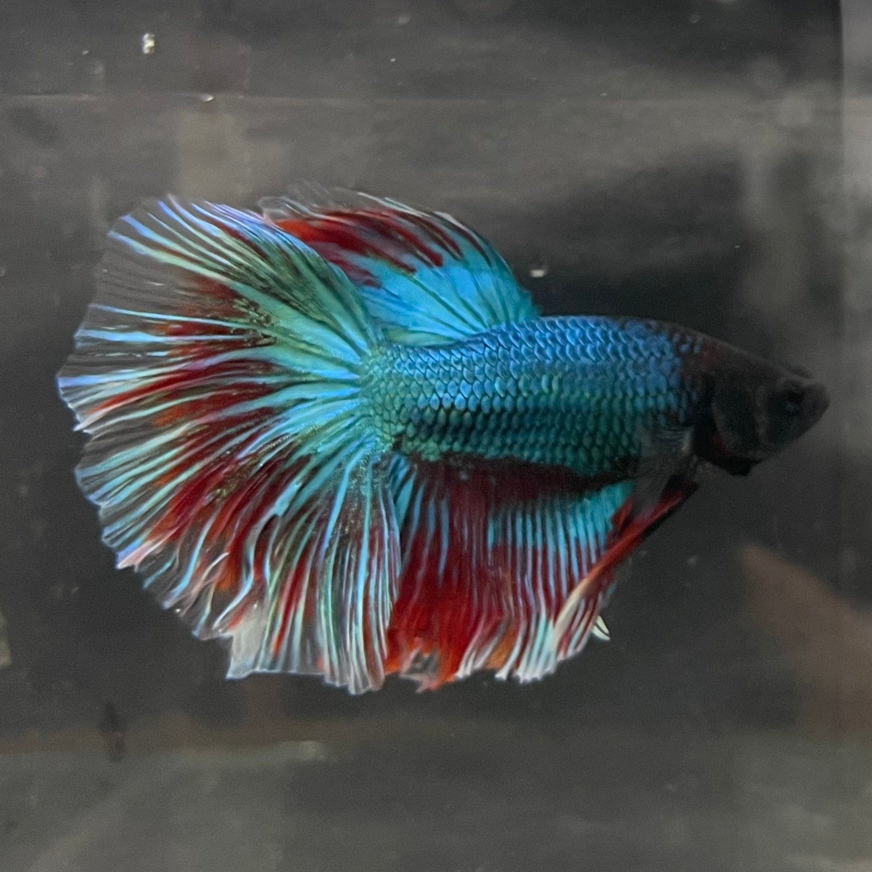 the-fish-farm Male Betta Male Betta - One Only - 12 Choose your favourite Male Betta from The Fish Farm Australia