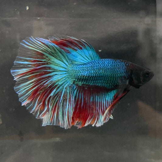 the-fish-farm Male Betta Male Betta - One Only - 12 Choose your favourite Male Betta from The Fish Farm Australia