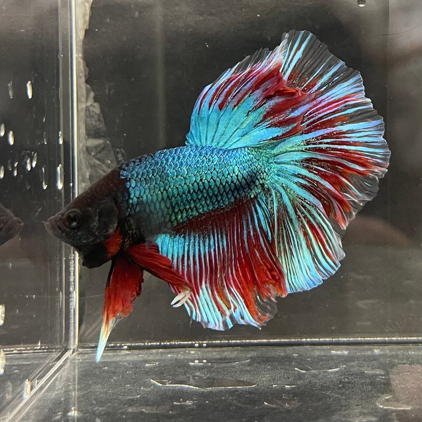 the-fish-farm Male Betta Male Betta - One Only - 12 Choose your favourite Male Betta from The Fish Farm Australia