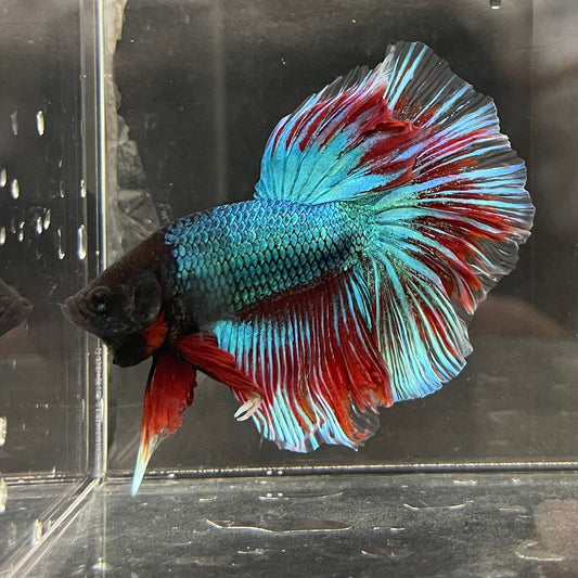 the-fish-farm Male Betta Male Betta - One Only - 12 Choose your favourite Male Betta from The Fish Farm Australia