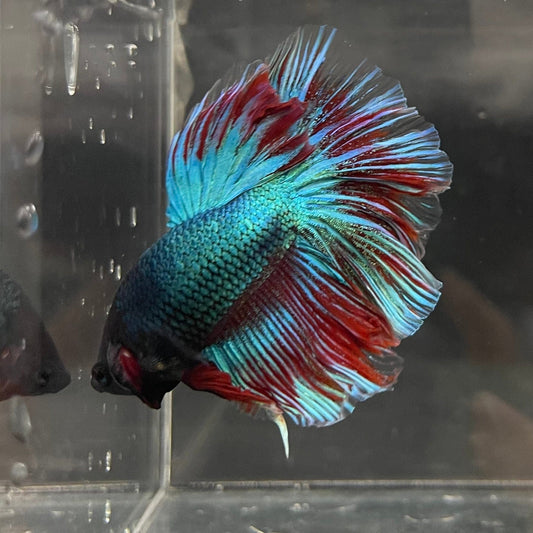 the-fish-farm Male Betta Male Betta - One Only - 12 Choose your favourite Male Betta from The Fish Farm Australia
