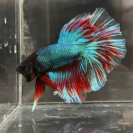 the-fish-farm Male Betta Male Betta - One Only - 12 Choose your favourite Male Betta from The Fish Farm Australia