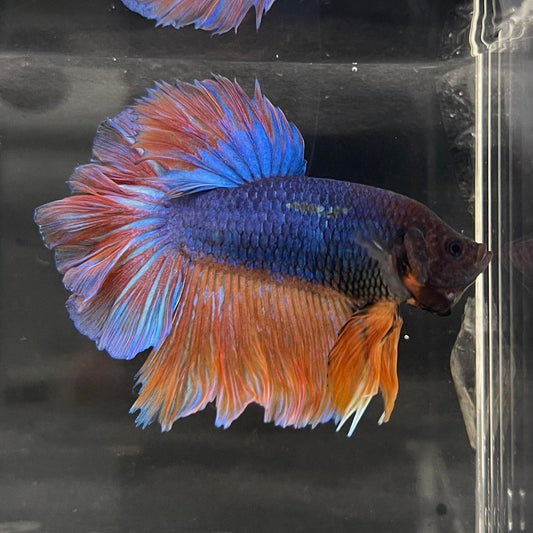 the-fish-farm Male Betta Male Betta - One Only - 12 Choose your favourite Male Betta from The Fish Farm Australia