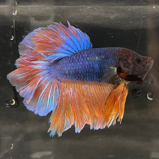 the-fish-farm Male Betta Male Betta - One Only - 12 Choose your favourite Male Betta from The Fish Farm Australia