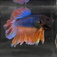 the-fish-farm Male Betta Male Betta - One Only - 12 Choose your favourite Male Betta from The Fish Farm Australia