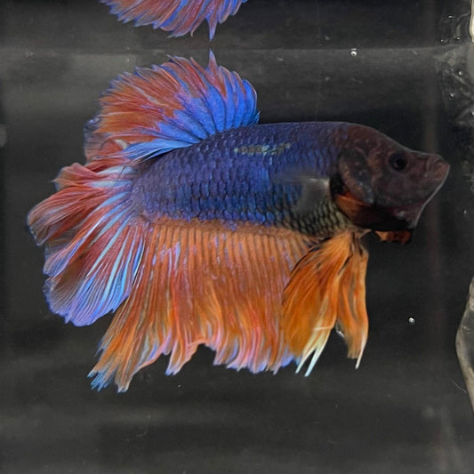 the-fish-farm Male Betta Male Betta - One Only - 12 Choose your favourite Male Betta from The Fish Farm Australia