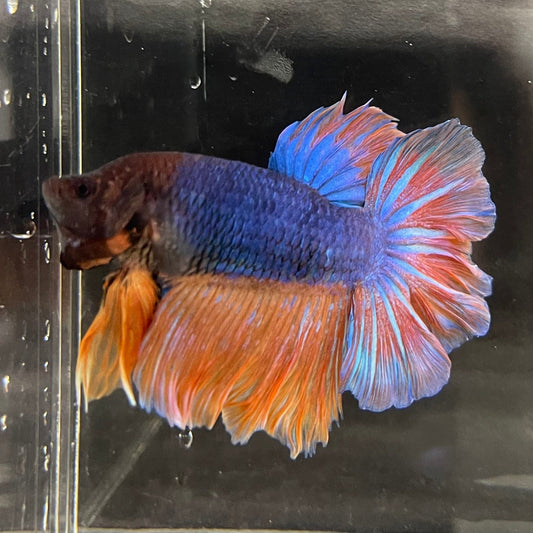 the-fish-farm Male Betta Male Betta - One Only - 12 Choose your favourite Male Betta from The Fish Farm Australia