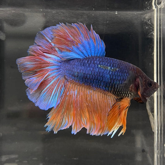 the-fish-farm Male Betta Male Betta - One Only - 12 Choose your favourite Male Betta from The Fish Farm Australia