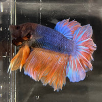the-fish-farm Male Betta Male Betta - One Only - 12 Choose your favourite Male Betta from The Fish Farm Australia