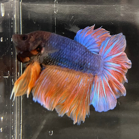 the-fish-farm Male Betta Male Betta - One Only - 12 Choose your favourite Male Betta from The Fish Farm Australia