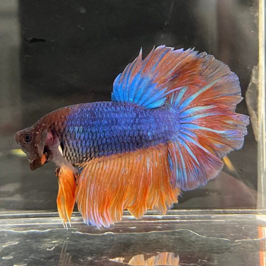 the-fish-farm Male Betta Male Betta - One Only - 12 Choose your favourite Male Betta from The Fish Farm Australia