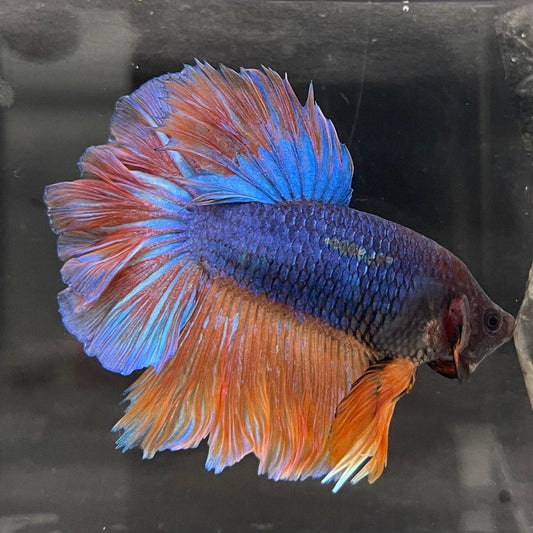 the-fish-farm Male Betta Male Betta - One Only - 12 Choose your favourite Male Betta from The Fish Farm Australia